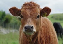 Betäubungsloses Enthornen von Kälbern: Niedersachsen hält strenge Vorgaben fest