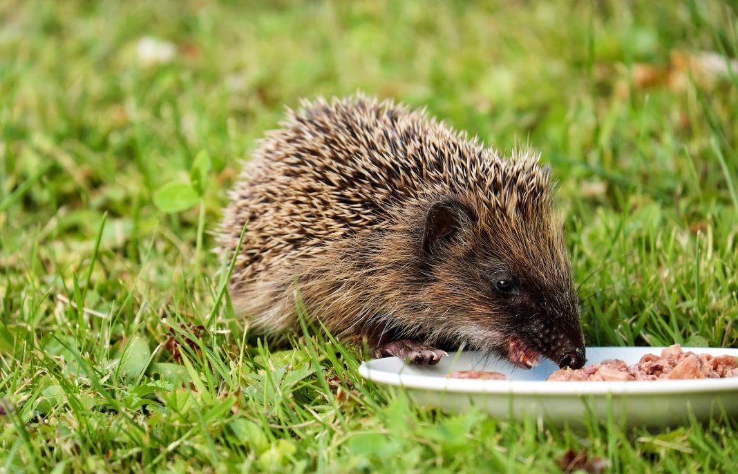 Igel gefunden – was nun? - OSKURIER